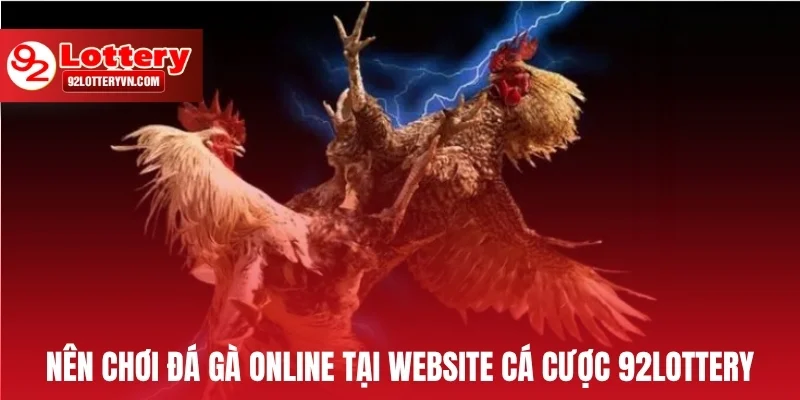 Nên chơi đá gà online tại website cá cược 92Lottery