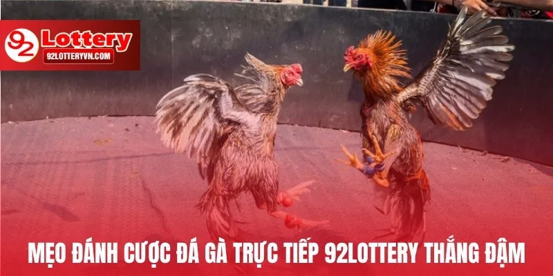 Mẹo đánh cược đá gà trực tiếp 92Lottery thắng đậm