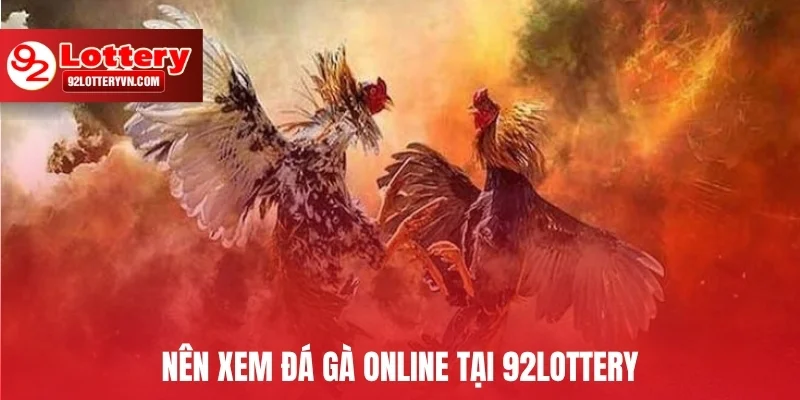 Nên xem đá gà online tại 92Lottery – Lý do không thể bỏ qua