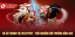 Đá gà thomo tại 92lottery