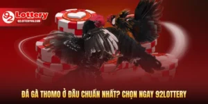 Đá gà thomo ở đâu